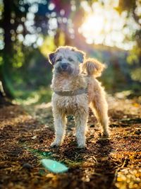 Portrait of dog standing on field