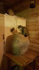 Close-up of cat relaxing on table