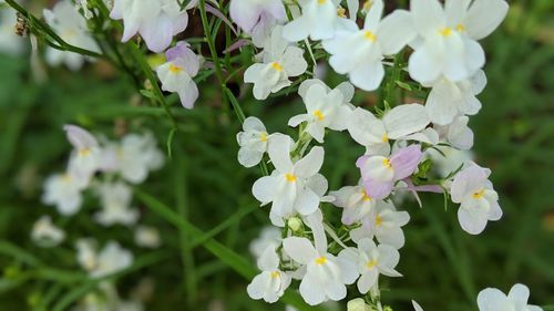 Close-up of white flowering plant