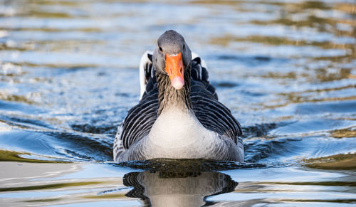 Close-up of duck swimming in lake