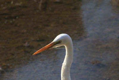 Close-up side view of a bird