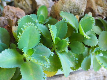 Close-up of succulent plant