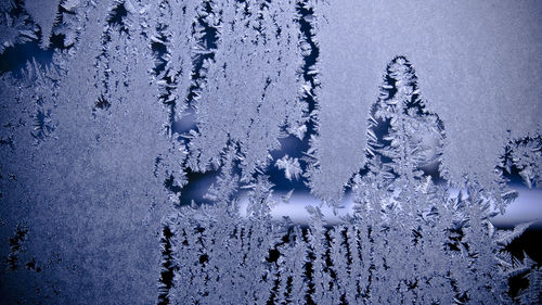 Close-up of icicles on tree against sky