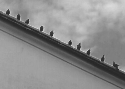 Low angle view of birds against sky