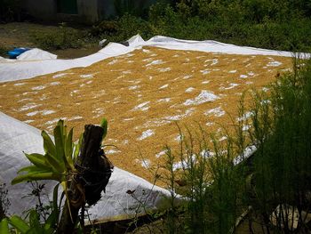 High angle view of trees on field