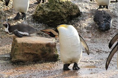 Close-up of birds