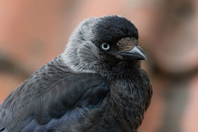 Close-up of bird looking away