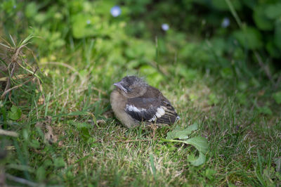 Bird perching on grassy field