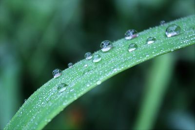 Close-up of water drops on leaf