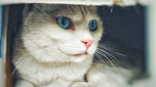 Close-up of cat