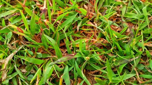 Full frame shot of plants growing in field