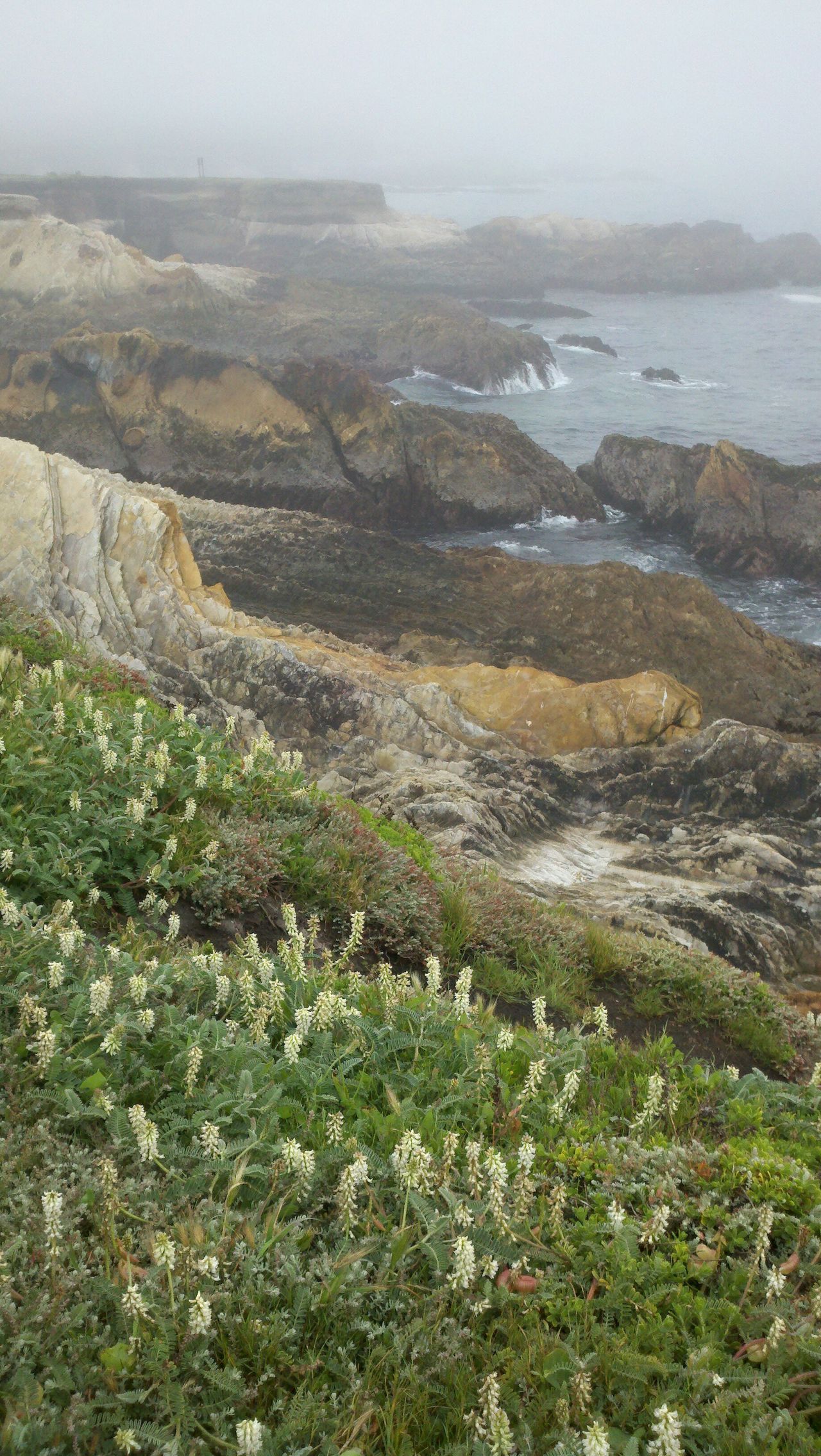 White lupines