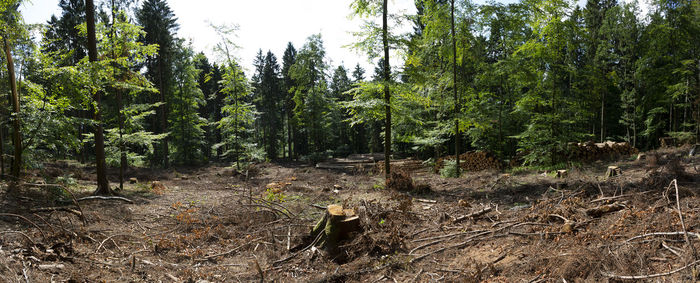 View of a forest