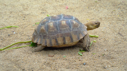 Close-up of tortoise on land