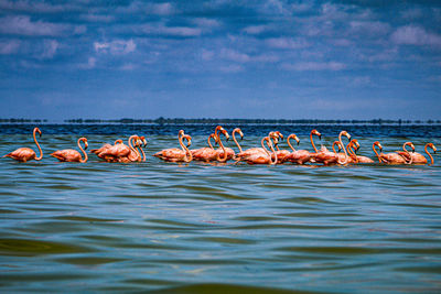 View of birds in sea against sky