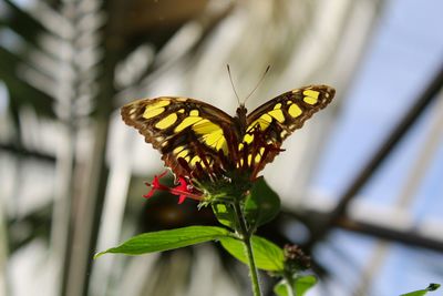 Close-up of butterfly pollinating on flower