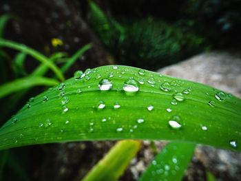 Close-up of raindrops on green leaves