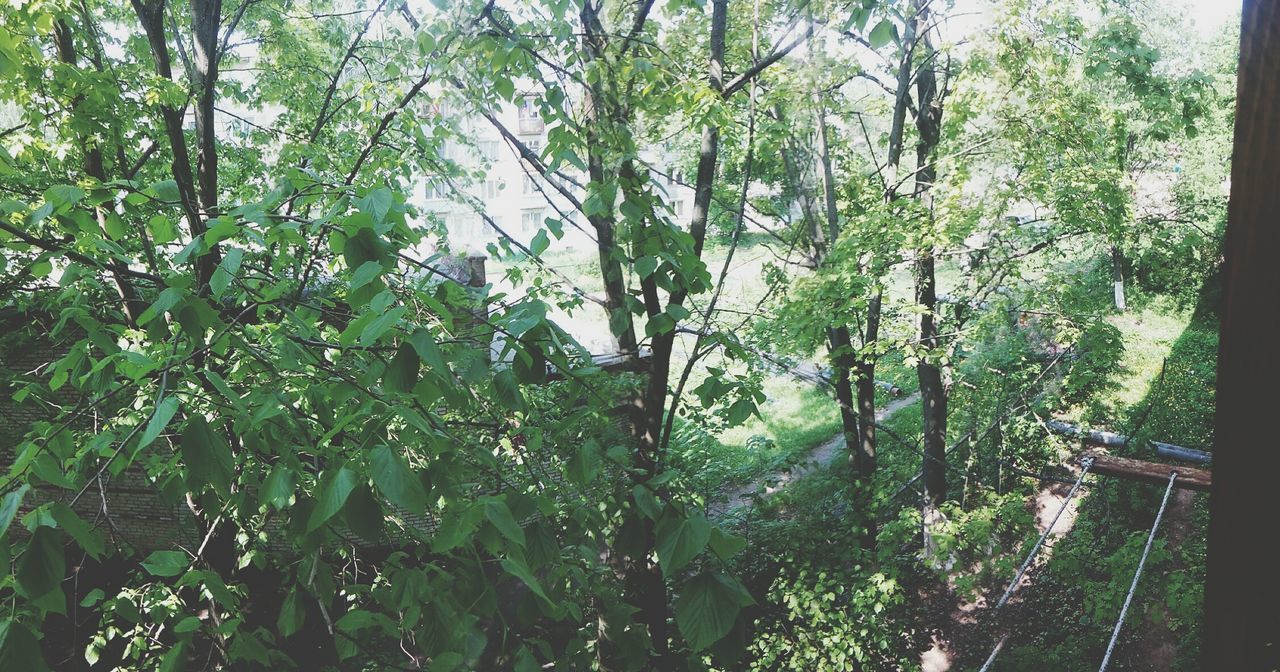 tree, growth, plant, nature, tranquility, green color, fence, beauty in nature, transportation, day, sunlight, outdoors, tranquil scene, the way forward, branch, road, scenics, sky, no people, clear sky