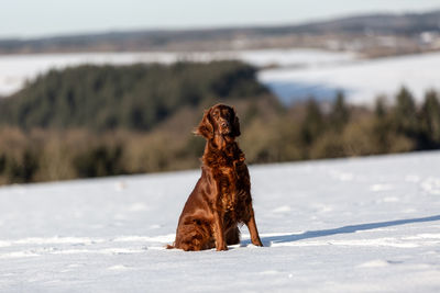 Red irish setter sitting on a hill in the snow looking at camera 