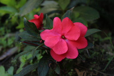 Close-up of pink flower blooming outdoors