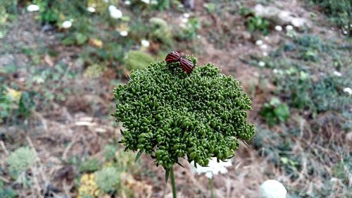 High angle view of insect on plant