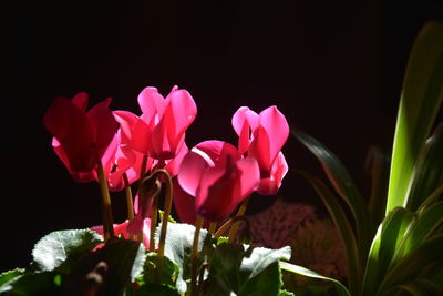 Close-up of pink flowering plants