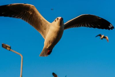 Low angle view of seagull flying