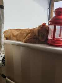 Side view of a cat sleeping