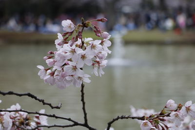 Close-up of flowers growing on branch