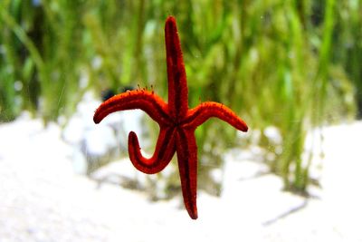 Close-up of red flower in snow