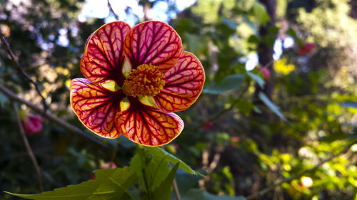 Close-up of flower blooming outdoors