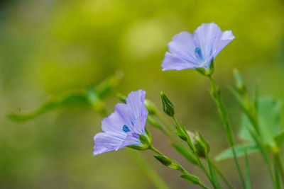 Close-up of purple flowering plant