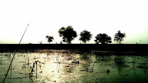 Reflection of trees in calm lake