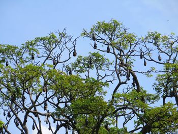 Low angle view of tree against blue sky