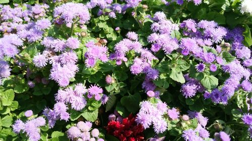 Purple flowers blooming outdoors