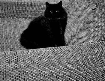 Portrait of cat sitting on sofa