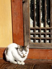 Cat relaxing on wooden door