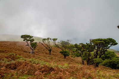Plants growing on land against sky