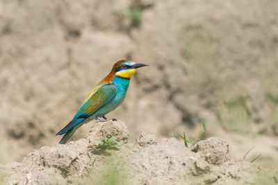 Close-up of bird perching on rock