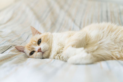 Creamy and white cat on a light colored bed sheet