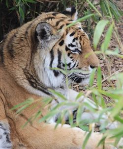 Close-up of tiger