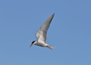 Low angle view of seagull flying