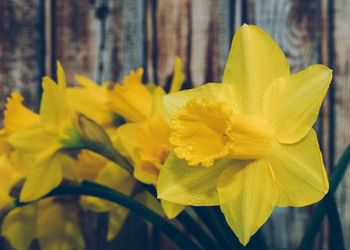 Close-up of yellow daffodil