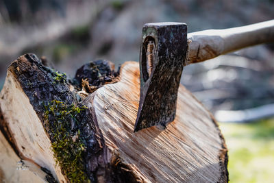 Close-up of rusty wooden post