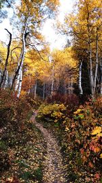 Low angle view of trees in autumn