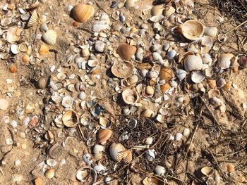 High angle view of shells on beach