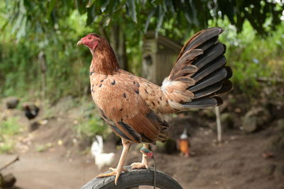 Close-up of rooster