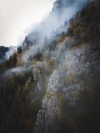 Scenic view of forest against sky