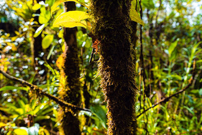 Close-up of tree trunk in forest