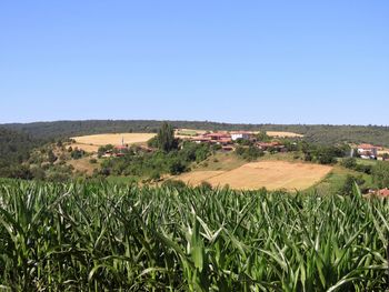 Scenic view of agricultural field against clear sky